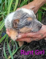 RUNT Girl , a female Australian Cattle Dog for sale in Montgomery, MI – 4 of 9