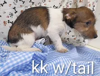 Jack boy kk w/tail, a female Jack Russell Terrier for sale in Montgomery, MI – Photo 9 of 10