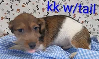 Jack boy kk w/tail, a female Jack Russell Terrier for sale in Montgomery, MI – Photo 3 of 10