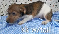 Jack boy kk w/tail, a female Jack Russell Terrier for sale in Montgomery, MI – Photo 10 of 10