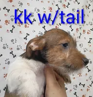 Jack boy kk w/tail, a female Jack Russell Terrier for sale in Montgomery, MI – Photo 8 of 10