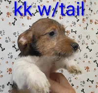 Jack boy kk w/tail, a female Jack Russell Terrier for sale in Montgomery, MI – Photo 2 of 10