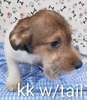 Jack boy kk w/tail, a female Jack Russell Terrier for sale in Montgomery, MI – Photo 6 of 10