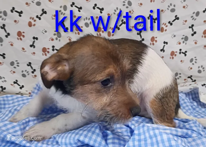 Jack boy kk w/tail – Jack Russell Terrier puppy for sale in Montgomery, MI