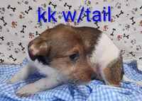 Jack boy kk w/tail, a female Jack Russell Terrier for sale in Montgomery, MI – Photo 1 of 10