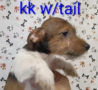 Jack boy kk w/tail, a female Jack Russell Terrier for sale in Montgomery, MI – Photo 7 of 10