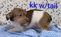 Jack boy kk w/tail, a female Jack Russell Terrier for sale in Montgomery, MI – Photo 4 of 10