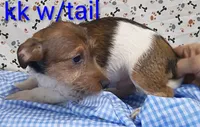 Jack boy kk w/tail, a female Jack Russell Terrier for sale in Montgomery, MI – Photo 5 of 10