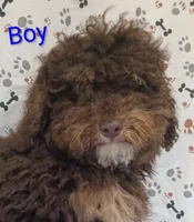 little boy , a male Poodle - Miniature  for sale in Montgomery, MI – Photo 2 of 10