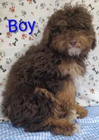 little boy , a male Poodle - Miniature  for sale in Montgomery, MI – Photo 8 of 10