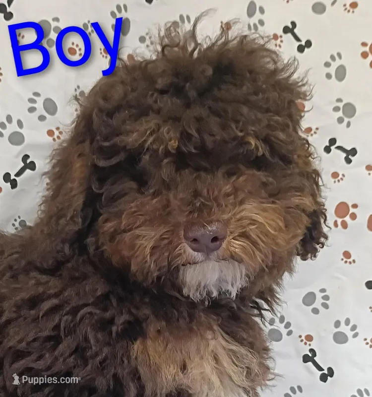 little boy  – Poodle - Miniature  puppy for sale in Montgomery, MI