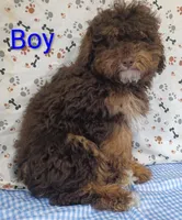 little boy , a male Poodle - Miniature  for sale in Montgomery, MI – Photo 10 of 10
