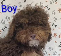 little boy , a male Poodle - Miniature  for sale in Montgomery, MI – Photo 3 of 10