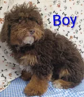 little boy , a male Poodle - Miniature  for sale in Montgomery, MI – Photo 6 of 10