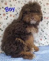 little boy , a male Poodle - Miniature  for sale in Montgomery, MI – Photo 7 of 10