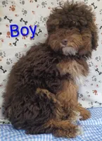 little boy , a male Poodle - Miniature  for sale in Montgomery, MI – Photo 9 of 10