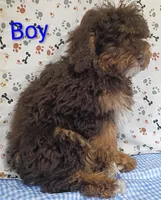 little boy , a male Poodle - Miniature  for sale in Montgomery, MI – Photo 5 of 10