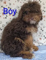 little boy , a male Poodle - Miniature  for sale in Montgomery, MI – Photo 4 of 10