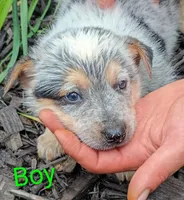 Boy, a female Australian Cattle Dog for sale in Montgomery, MI – 2 of 10