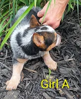 Girl A, a female Australian Cattle Dog for sale in Montgomery, MI – 7 of 10