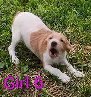 Girl , a female Jack Russell Terrier for sale in Montgomery, MI – 2 of 10
