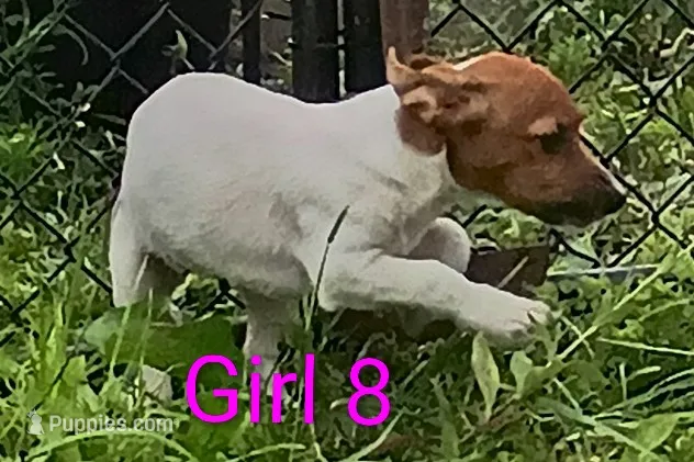 Female 8, a female Jack Russell Terrier for sale in Montgomery, MI – 1 of 10