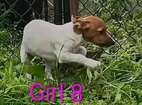 Female 8, a female Jack Russell Terrier for sale in Montgomery, MI – 3 of 10