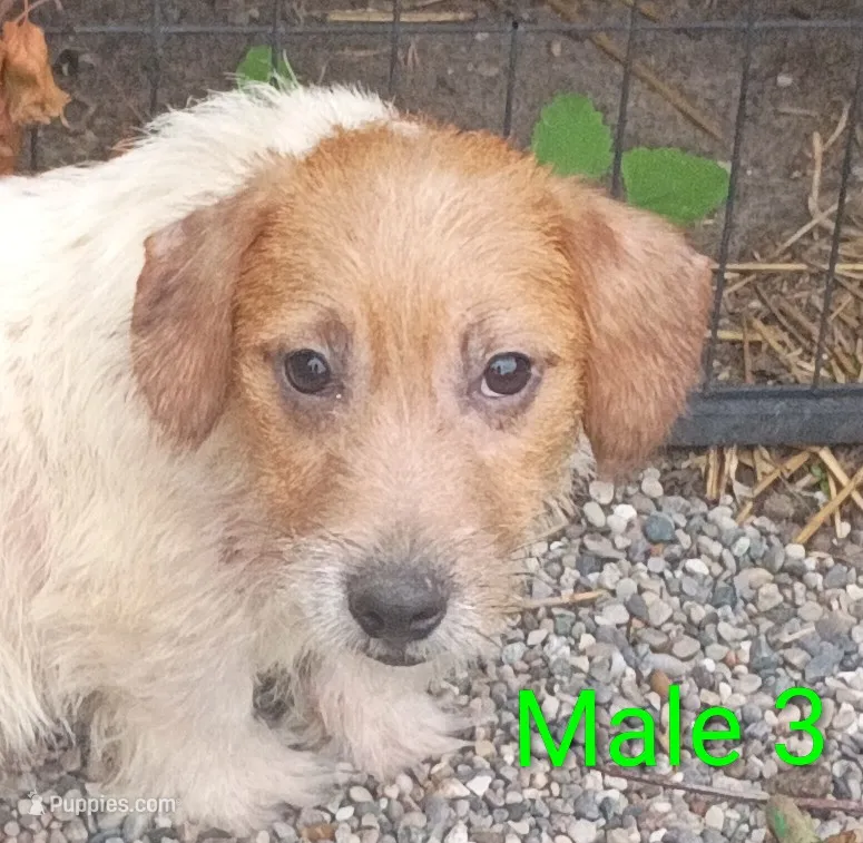 Male 3, a male Jack Russell Terrier for sale in Montgomery, MI – 1 of 10
