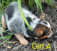 Girl A, a female Australian Cattle Dog for sale in Montgomery, MI – 3 of 10
