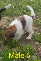 Boy 5 with tail, a male Jack Russell Terrier for sale in Montgomery, MI – 2 of 4