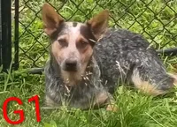 G1, a female Australian Cattle Dog for sale in Montgomery, MI – 9 of 10