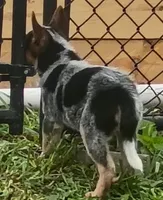 Female Heeler, a female Australian Cattle Dog for sale in Montgomery, MI – 10 of 10