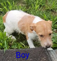 boy , a male Jack Russell Terrier for sale in Montgomery, MI – 7 of 10
