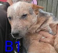 B1, a male Australian Cattle Dog for sale in Montgomery, MI – 6 of 6