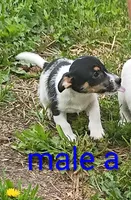 male, a male Jack Russell Terrier for sale in Montgomery, MI – 2 of 9