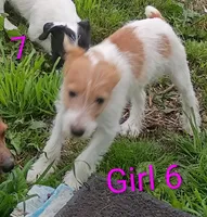 Girl 6, a female Jack Russell Terrier for sale in Montgomery, MI – 4 of 8