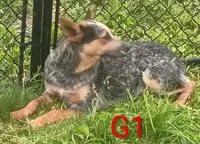 G1, a female Australian Cattle Dog for sale in Montgomery, MI – 8 of 10