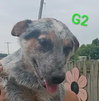 G2, a female Australian Cattle Dog for sale in Montgomery, MI – 3 of 10