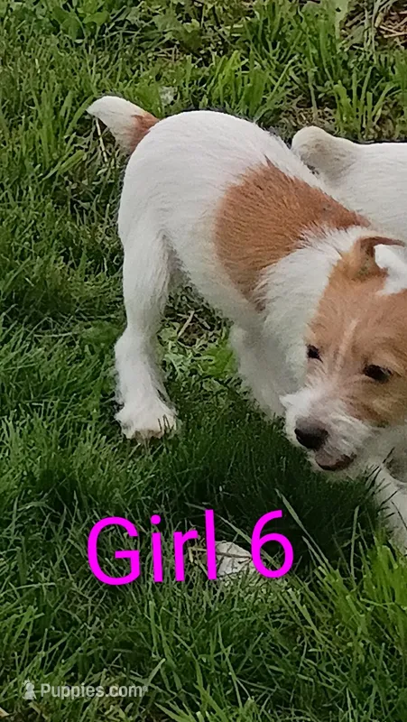 Girl 6 – Jack Russell Terrier puppy for sale in Montgomery, MI