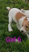 Girl 6, a female Jack Russell Terrier for sale in Montgomery, MI – 1 of 8
