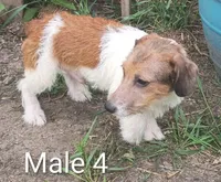 Make 4, a male Jack Russell Terrier for sale in Montgomery, MI – 4 of 9
