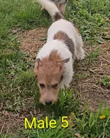 Boy 5 with tail, a male Jack Russell Terrier for sale in Montgomery, MI – 3 of 4