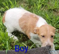 boy , a male Jack Russell Terrier for sale in Montgomery, MI – 6 of 10