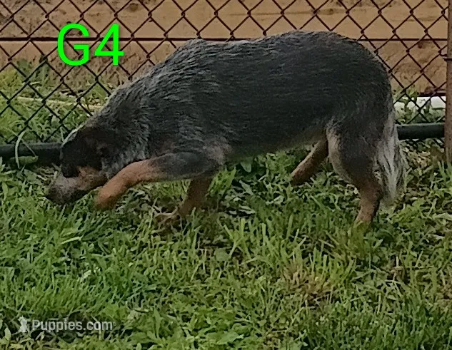 G4 – Australian Cattle Dog puppy for sale in Montgomery, MI