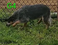 G4, a female Australian Cattle Dog for sale in Montgomery, MI – 1 of 7