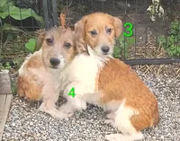 Make 4, a male Jack Russell Terrier for sale in Montgomery, MI – 9 of 9