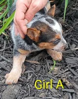 Girl A, a female Australian Cattle Dog for sale in Montgomery, MI – 5 of 10