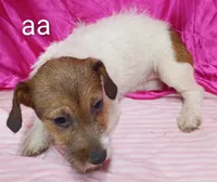 Jack Female aa w/ tail, a female Jack Russell Terrier for sale in Montgomery, MI – Photo 5 of 10