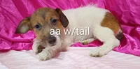 Jack Female aa w/ tail, a female Jack Russell Terrier for sale in Montgomery, MI – Photo 1 of 10
