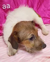 Jack Female aa w/ tail, a female Jack Russell Terrier for sale in Montgomery, MI – Photo 9 of 10